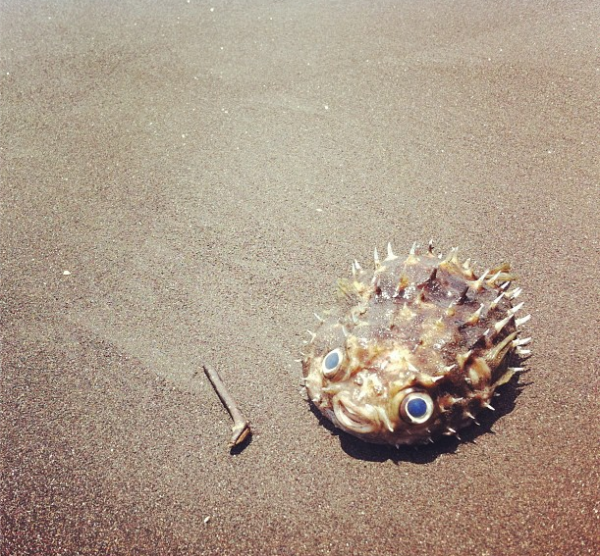 puffer fish indian ocean