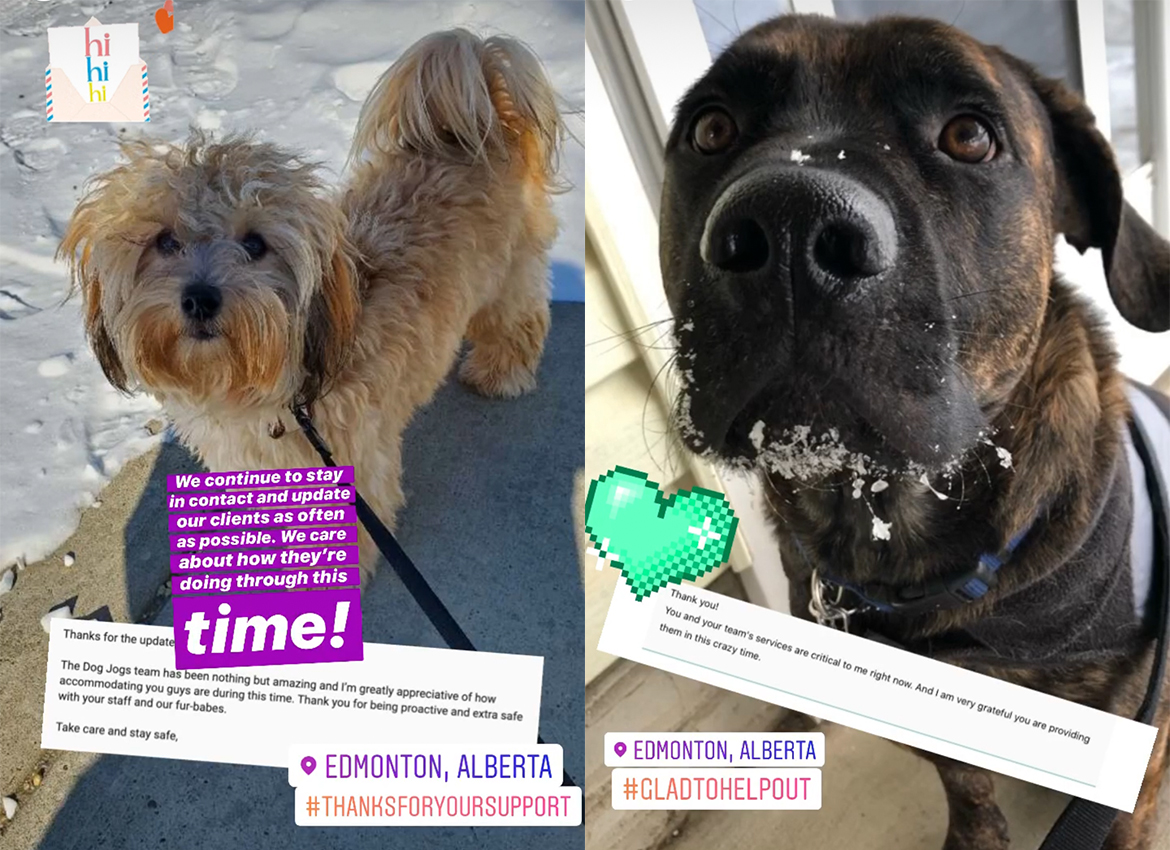 cute client of dog jogs in edmonton