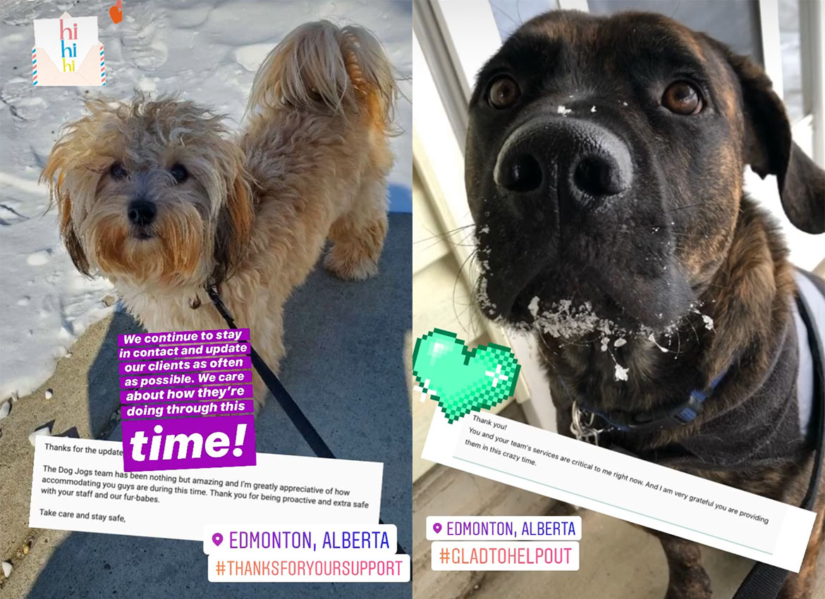 Two dogs are featured in Dog Jogs' Instagram story celebrating their successes.