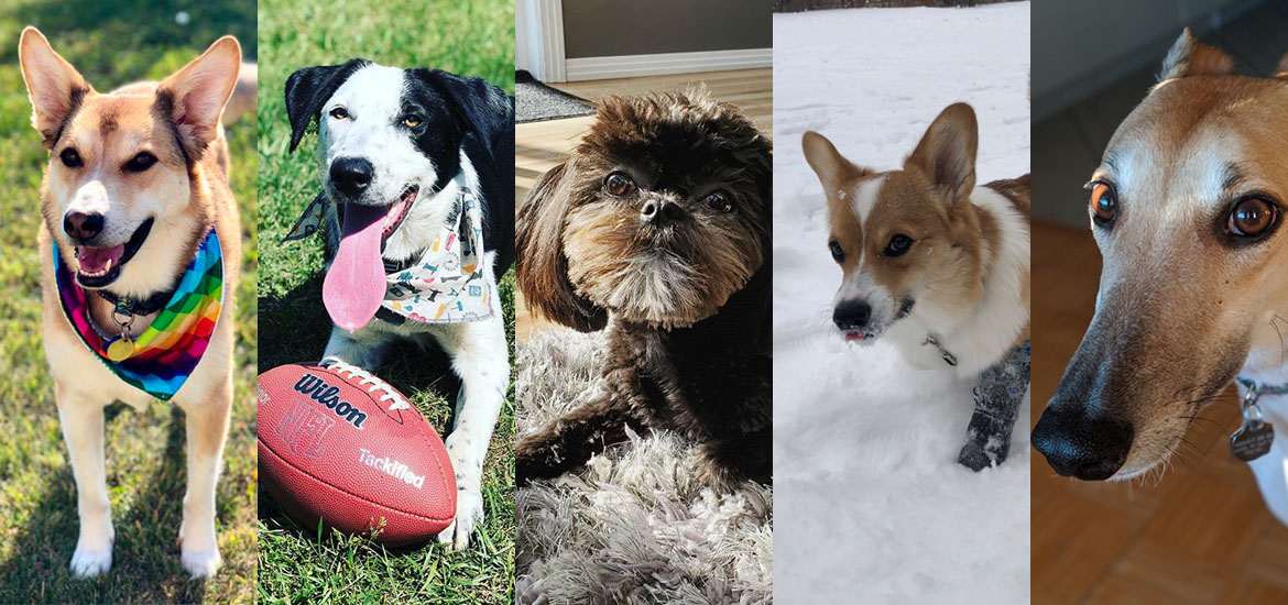 Five very cute dogs: Penny (the dog), Pippin, Pumpkin, Moose, and Elphie