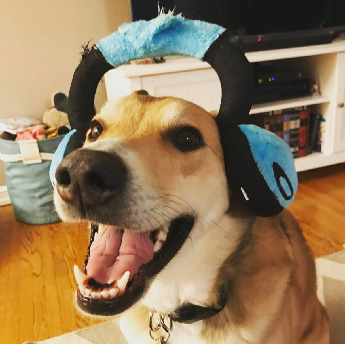 A cute dog with an endearing smile wearing stuffed DJ headphones
